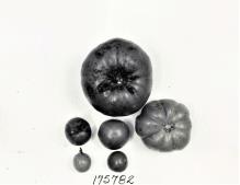 Click for 1 image(s) for this accession. FRUIT
